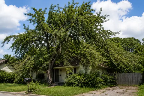 before tree work